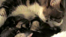 Kittens episode 4