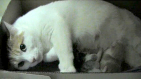 Kittens episode 3