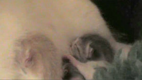 Kittens episode 1