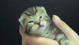 Kittens episode 5