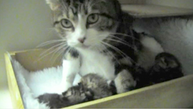 Kittens episode 6