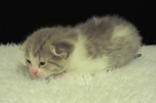 Episode 8: Kitten sense