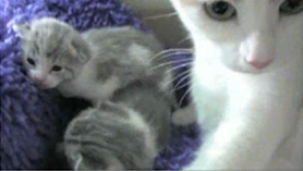 Kittens episode 7