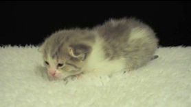 Kittens episode 8
