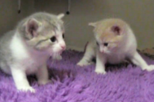 Episode 11: Kitten explorers