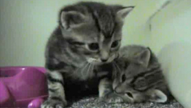 Kittens episode 9