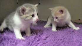 Kittens episode 11