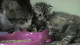 Kittens episode 12