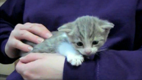 Kittens episode 10