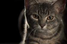 Episode 2: Pouncing cat