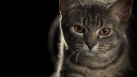 Slow motion pouncing cat