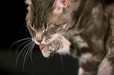 Episode 4: Cleaning cat
