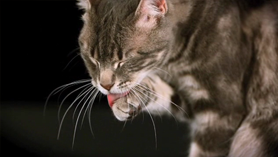 Cat cleaning in slow motion