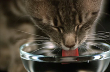Episode 1: Cat drinking