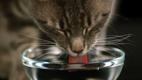 Slow motion drinking cat