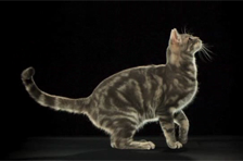 Episode 3: Leaping Cat