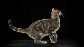 Slow motion leaping cat