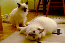 Episode 1: The Cat Whisperer