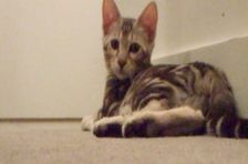 Episode 3: The Cat Whisperer