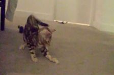 Episode 4: The Cat Whisperer