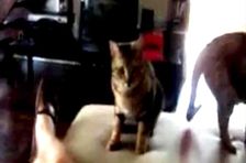 Episode 5: The Cat Whisperer
