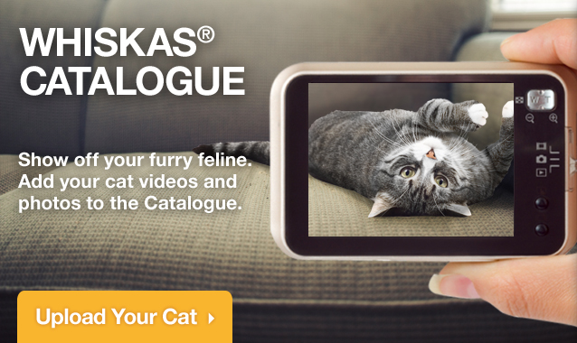Are You Kitten Me
