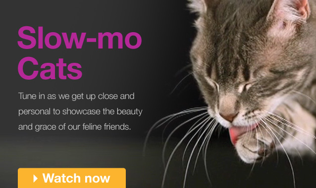 Slow-mo Cats